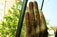 M. hand